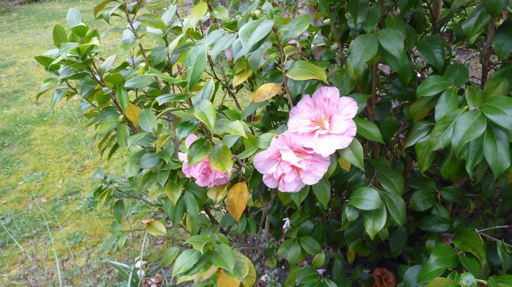 Manoir De Tireveste Bed & Breakfast Lesperon (Landes)